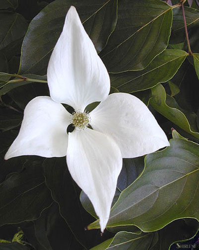 dogwood